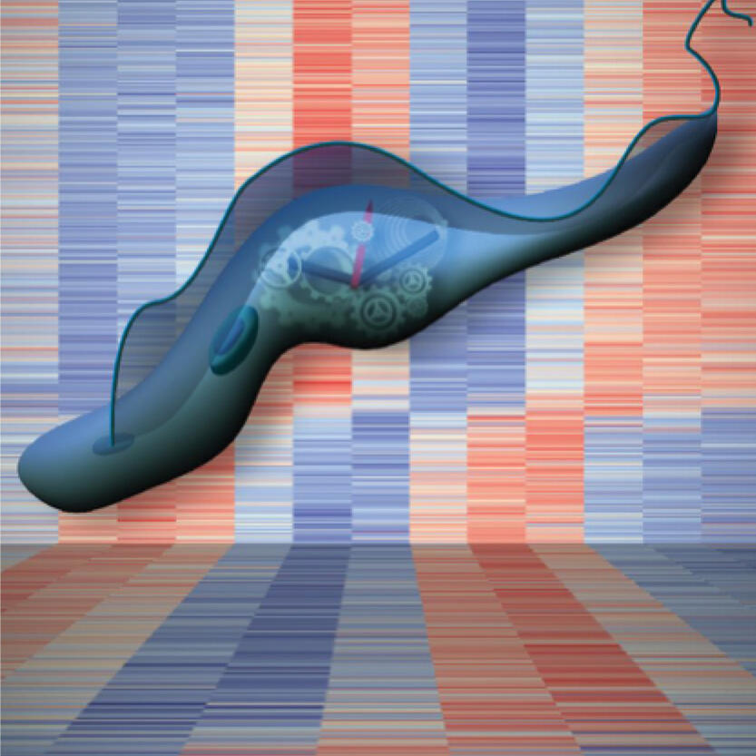 Trypanosoma