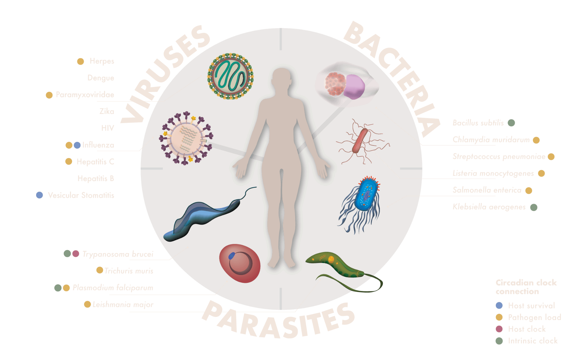 Genomics of circadian rhythms